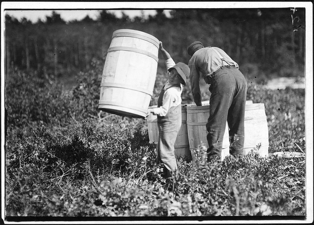 Boy who carries barrels. Robert Saunders, 10 years old. Is the son of the boss. Mother picks too. Falmouth, Mass, 1912.…