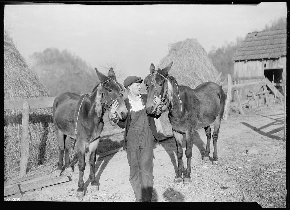 A close-up of Gaines McGlothin with his two mules. McGlothin has two cows and sells milk and butter. He also raises hogs and…