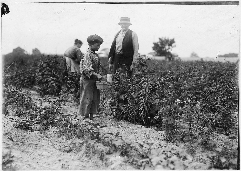 Johnnie Yellow, a young Polish berry picker on Bottomley Farm, June 1909. Photographer: Hine, Lewis. Original public domain…
