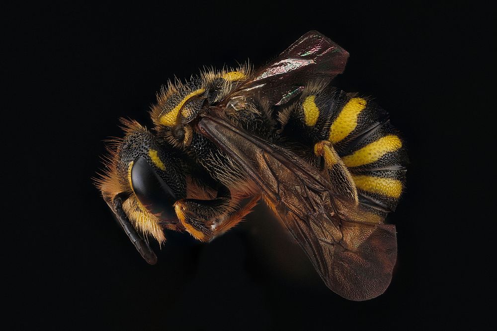 Paranthidium jugatorium, male July 2012, Allegany County, First State record. Original public domain image from Flickr