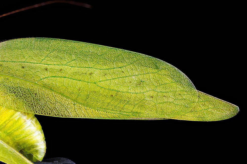 Amblycorypha oblongifolia,-wing