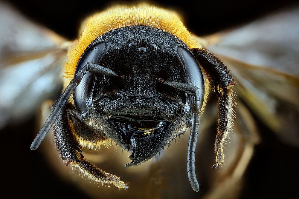 Megachile sculpturalis, Maryland, Cumberland, Allegany County.