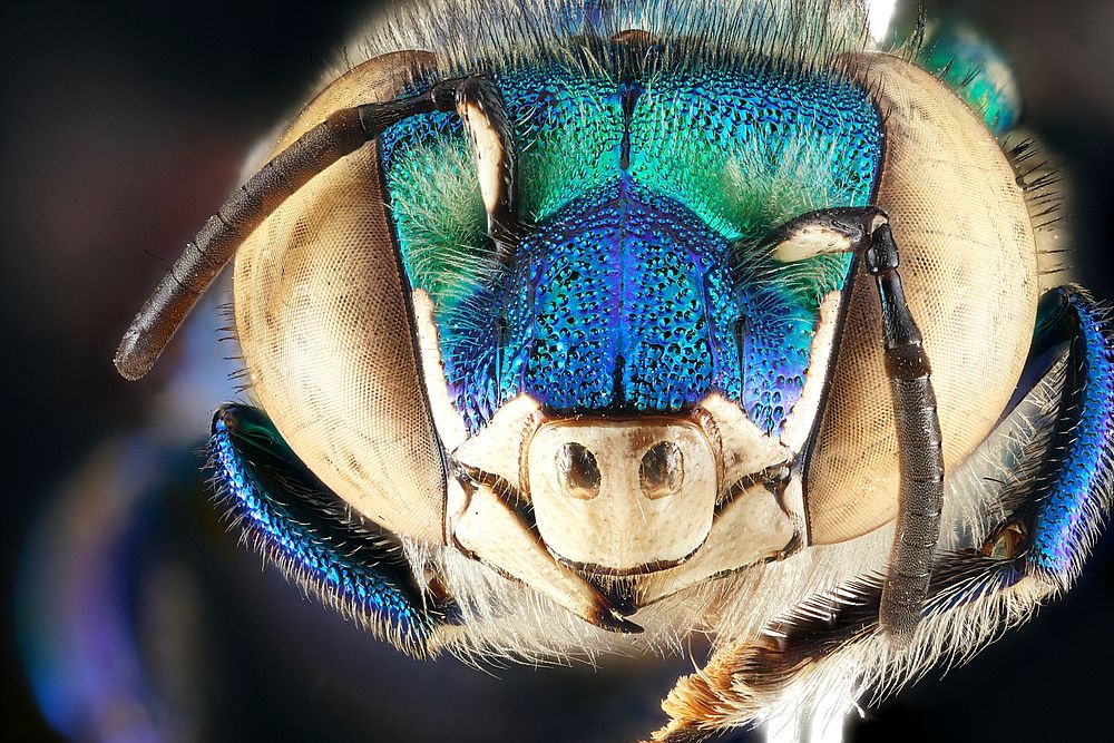 Euglossa dilemma, male, face | Free Photo - rawpixel