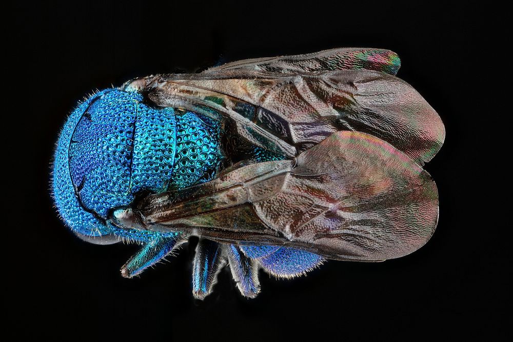 Chrysidid wasp, unknown, back, Maryland