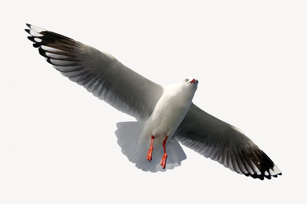 Silver gull, isolated design