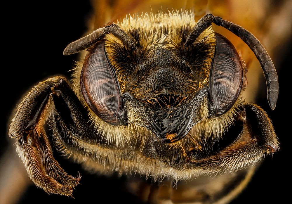 Megachile species_b, female, face, Dominican Republic