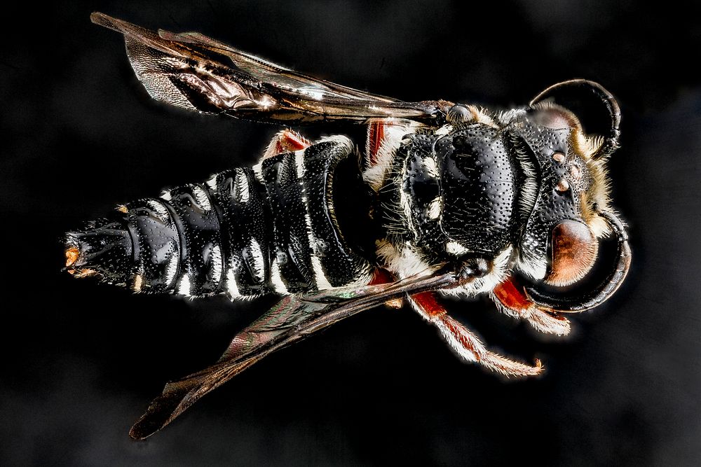 Coelioxys vigilans, M, top, Dominican Republic