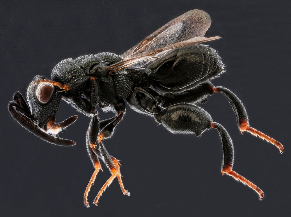 Psilochalcis wasp, side, Dominican Republic