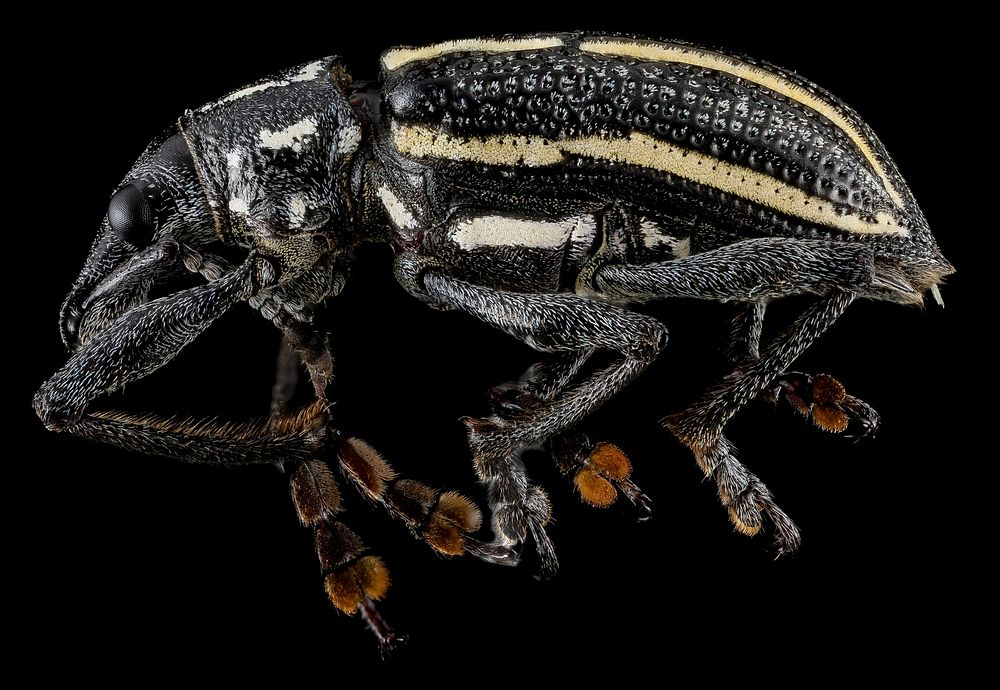 Curculionidae, U, side, La Ve Jarabacoa, Dominican Republic