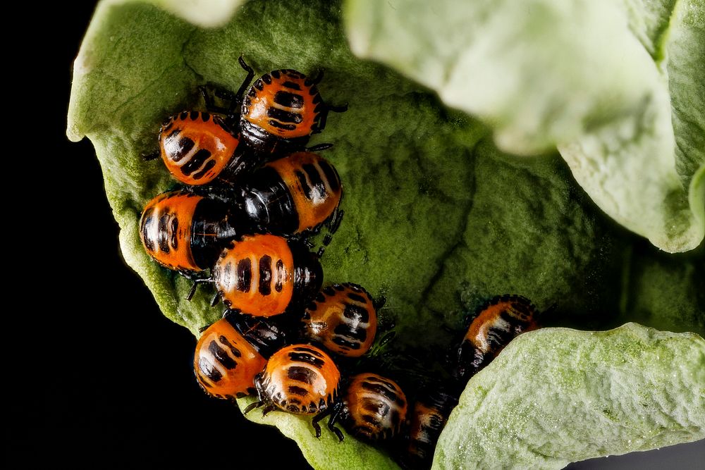 Murgantia histrionica, Harlequin bug.