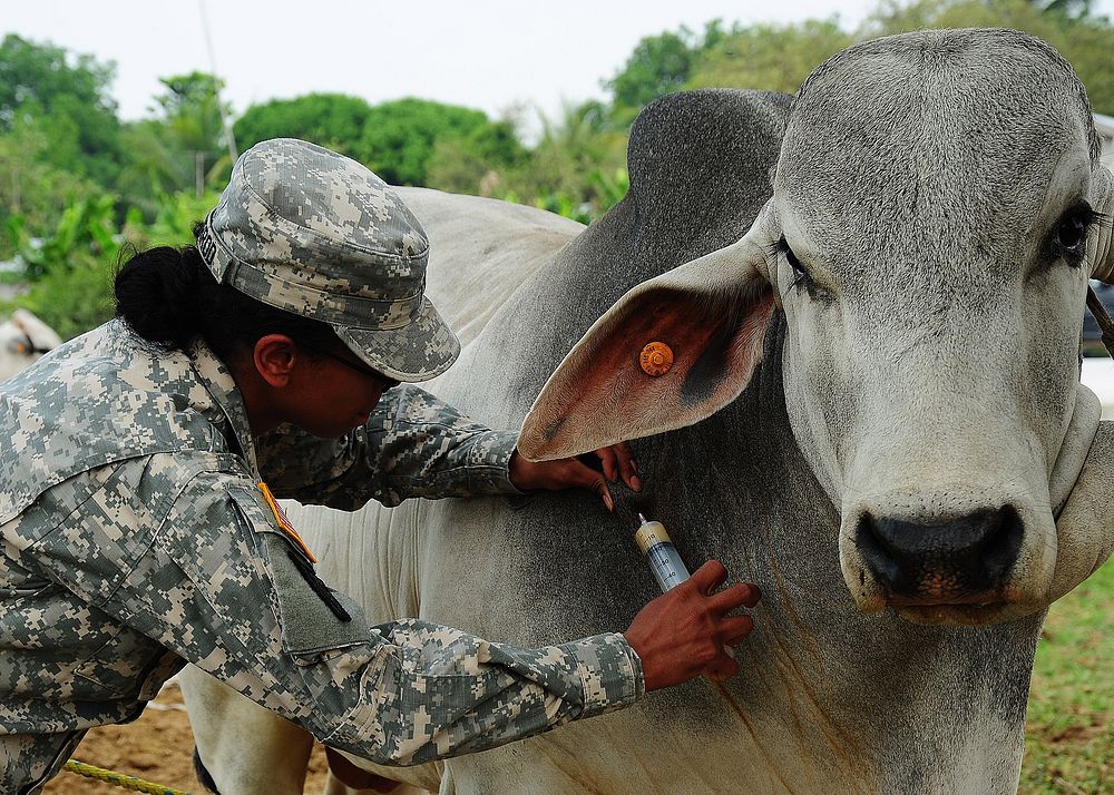 U.S. Army Capt. Govanni Sherrod, a veterinarian with the 719th Medical Detachment Veterinary Services, vaccinates a cow…