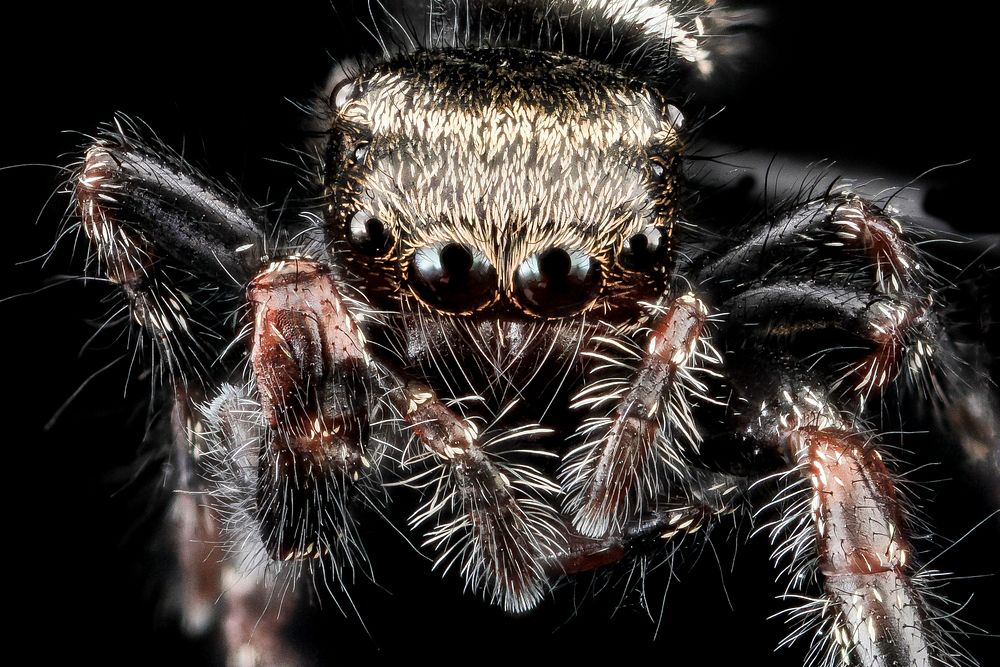 Jumping spider, U, Face, Upper marlboro