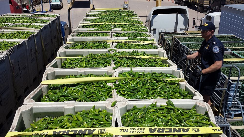 CBP Agriculture Specialist Examines a Shipment of Green Chilli