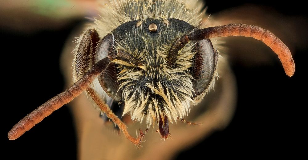 Andrena nigrae, M, Face, MD, PG County