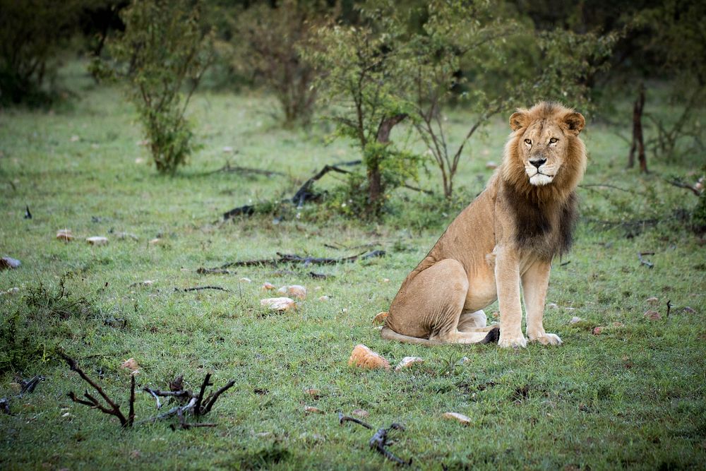 A male lion looks out across the savannah inside the Ol Kinyei Conservancy in Kenya's Maasai Mara