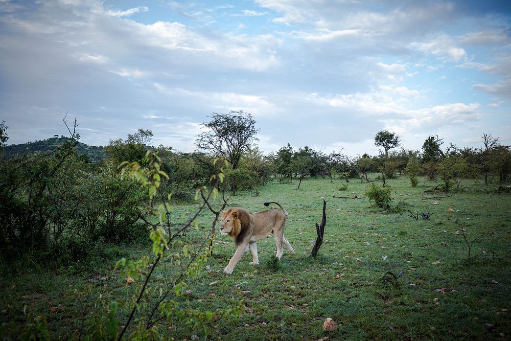 A male lion walks through the bush inside the Ol Kinyei Conservancy in Kenya's Maasai Mara