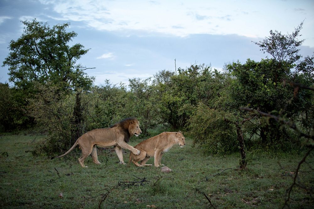 A male lion and lioness n the Ol Kinyei Conservancy in Kenya's Maasai Mara, prepare to mate during a prolonged mating…