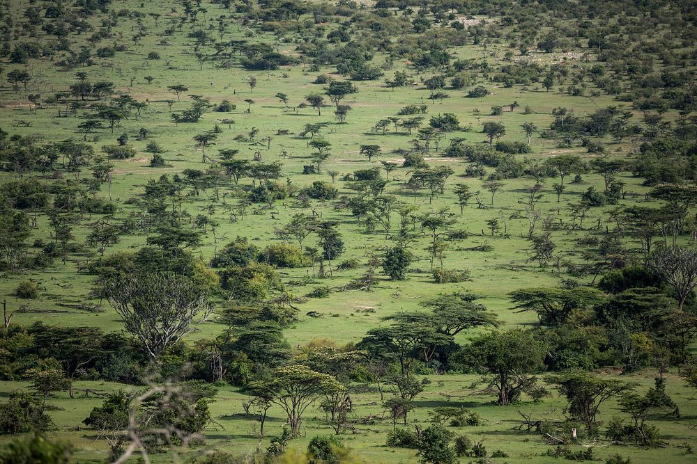A general view from a hill-top of the grassland savannah inside the Ol Kinyei Conservancy in Kenya's Maasai Mara