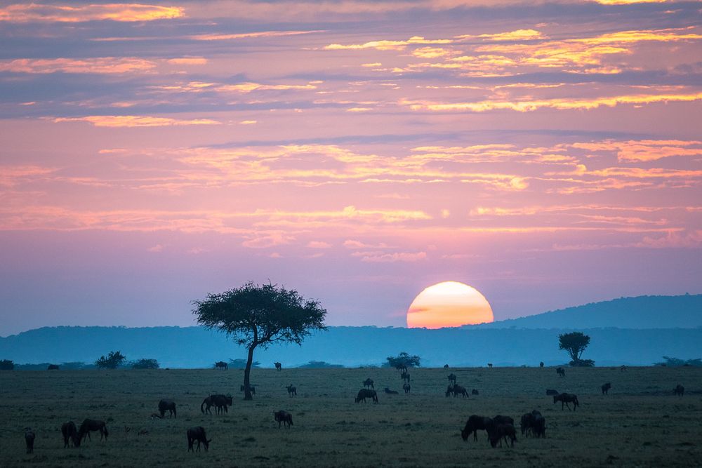 Wildebeest graze on the grassland savannah as the sun rises over the Ol Kinyei Conservancy in Kenya's Maasai Mara