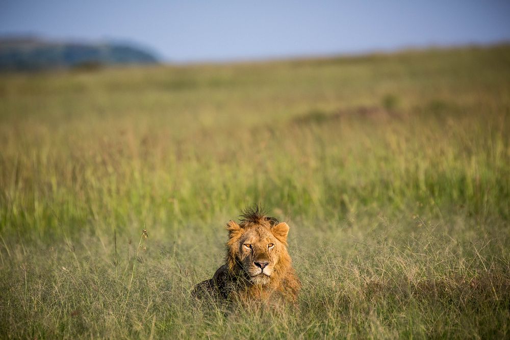 A male lion rests in the grass in the early morning sunlight in Kenya's Maasai Mara National Reserve