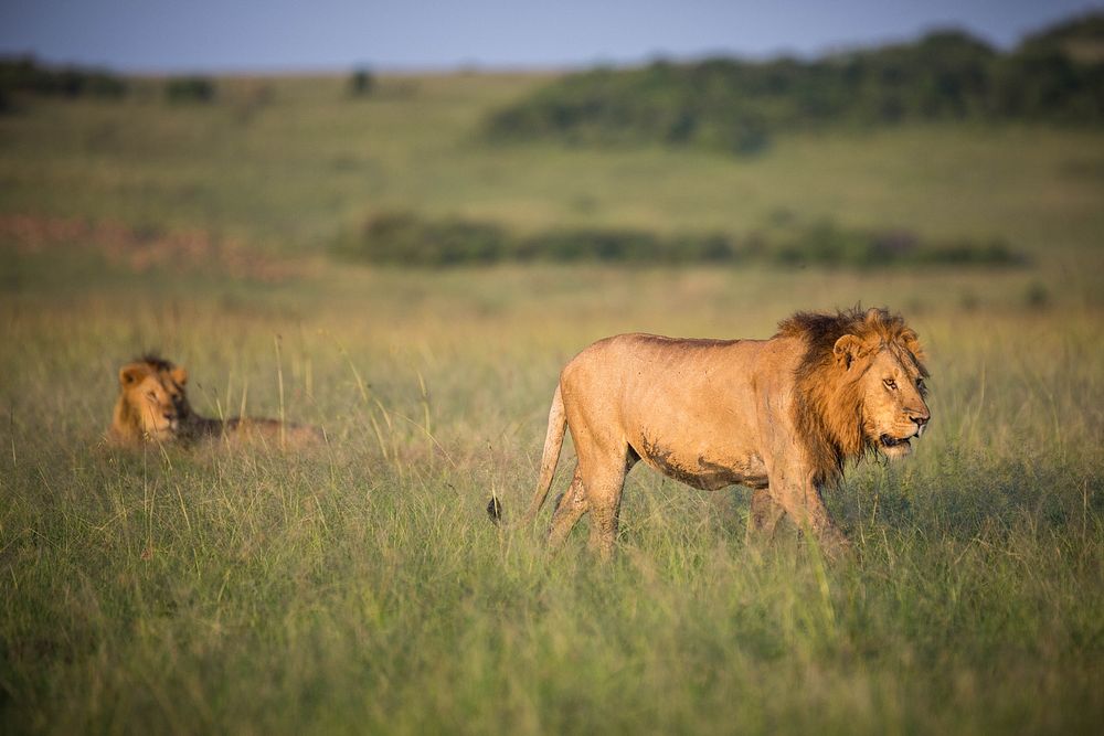 Two male lions are seen in the early morning sunlight in Kenya's Maasai Mara National Reserve