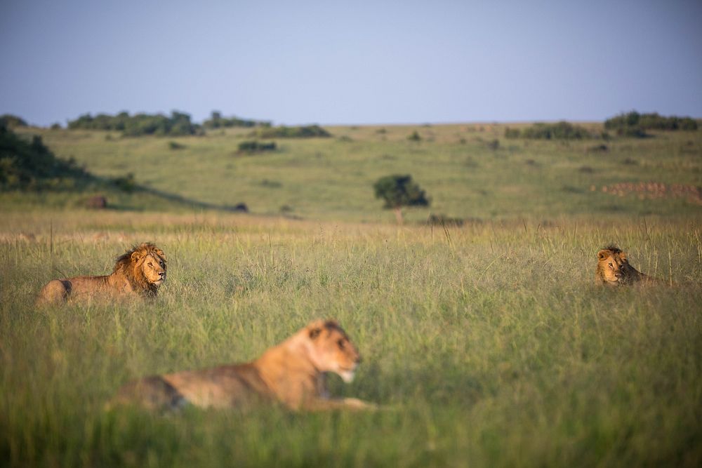 Lions lay in the grass in the early morning sunlight in Kenya's Maasai Mara National Reserve