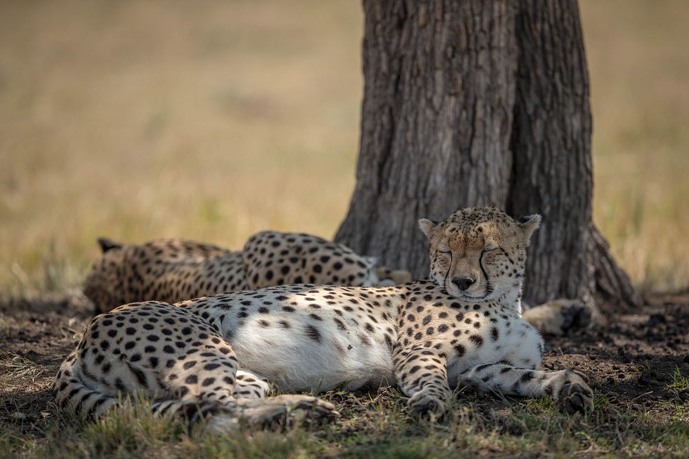 Two young cheetah brothers rest in the shade of a desert date tree in the Mara Triangle, part of Kenya's wider Masai Mara…