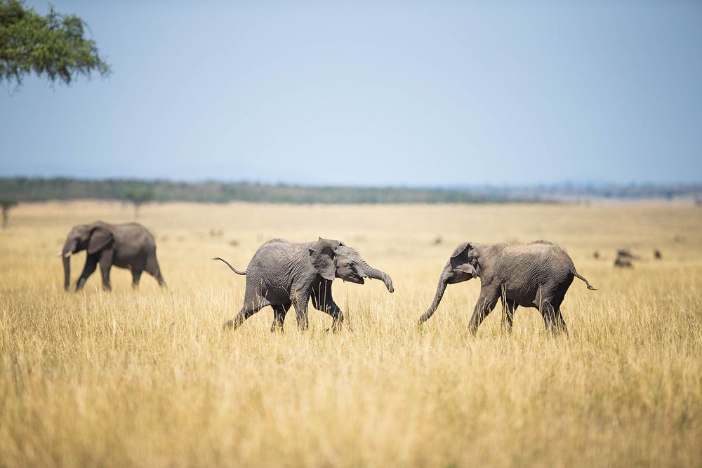 Two young elephants spar with each other on the savannah in the Mara Triangle, part of Kenya's wider Masai Mara ecosystem