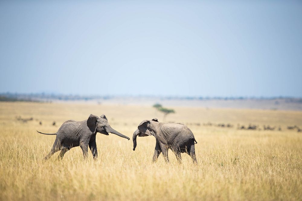 Two young elephants spar with each other on the savannah in the Mara Triangle, part of Kenya's wider Masai Mara ecosystem