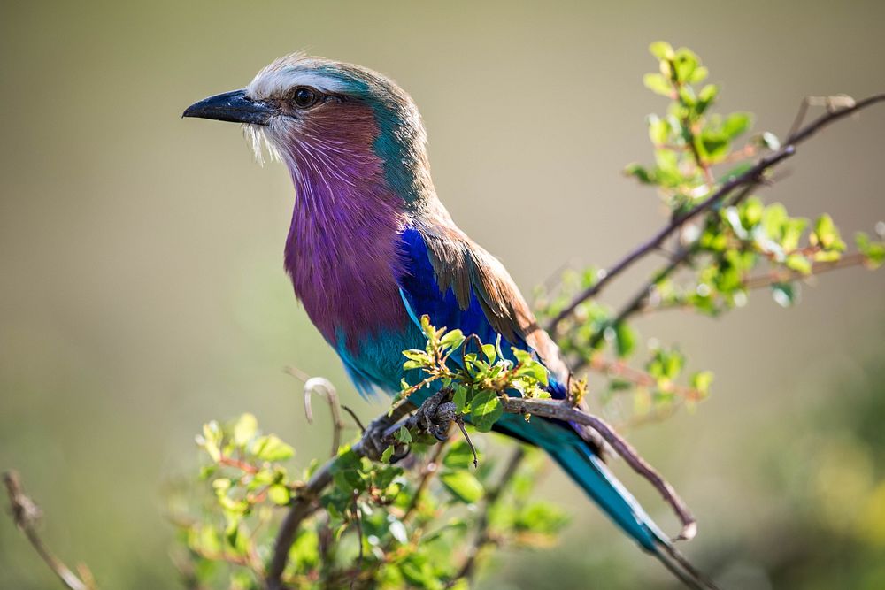 A lilac-breasted roller sits atop a bush in the Mara Triangle, part of Kenya's wider Masai Mara ecosystem