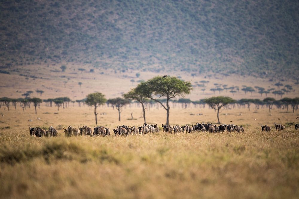 A line of wildebeest makes it's way south beneath the Oloololo Escarpment in the Mara Triangle, on their way towards…