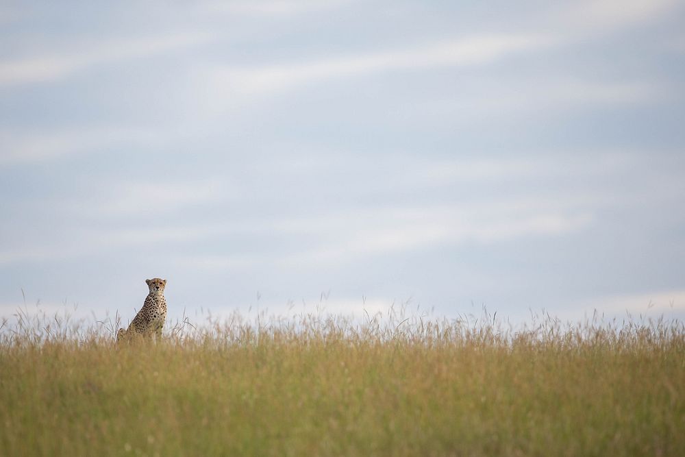 A cheetah sits on raised ground to look out across the grassland for potential prey in the early morning in the Olare…