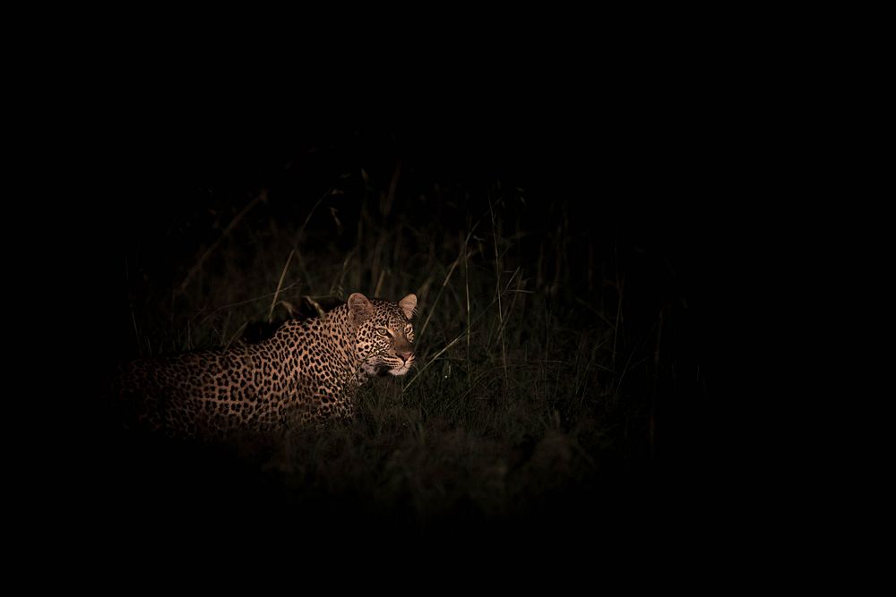 A female leopard is illuminated by a spotlight during a night-time game drive in Naboisho Conservancy bordering the Masai…