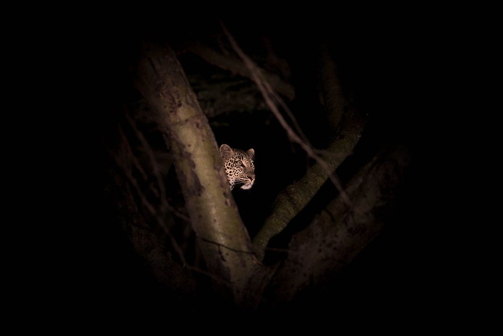 A female leopard is illuminated by a spotlight during a night-time game drive in Naboisho Conservancy bordering the Masai…
