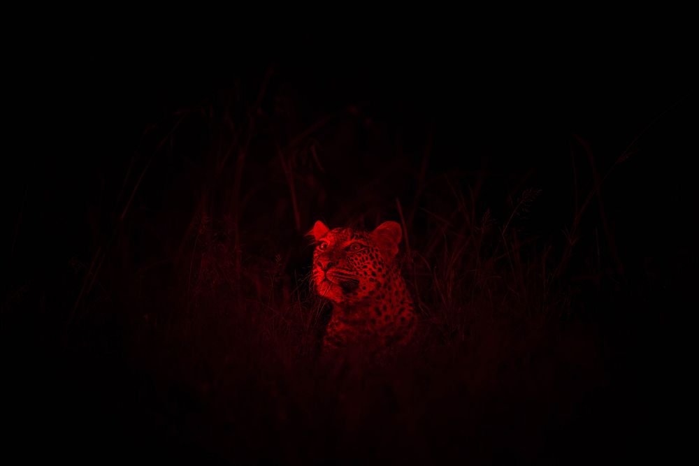 A female leopard is illuminated by a red spotting lamp during a night-time game drive in Naboisho Conservancy bordering the…