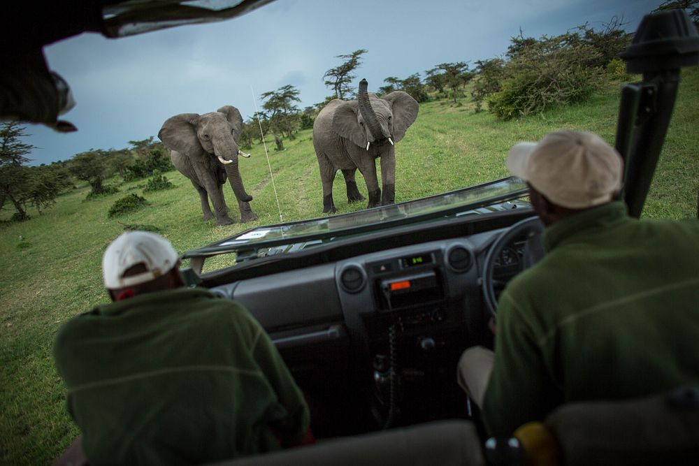 Two guides with Asilia Africa Camp look on as a herd of elephants pass a safari vehicle in Naboisho Conservancy bordering…