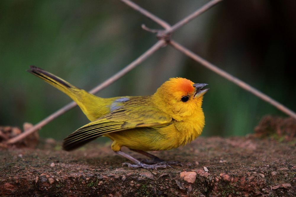 Canrio canarinho yellow bird | Free Photo - rawpixel