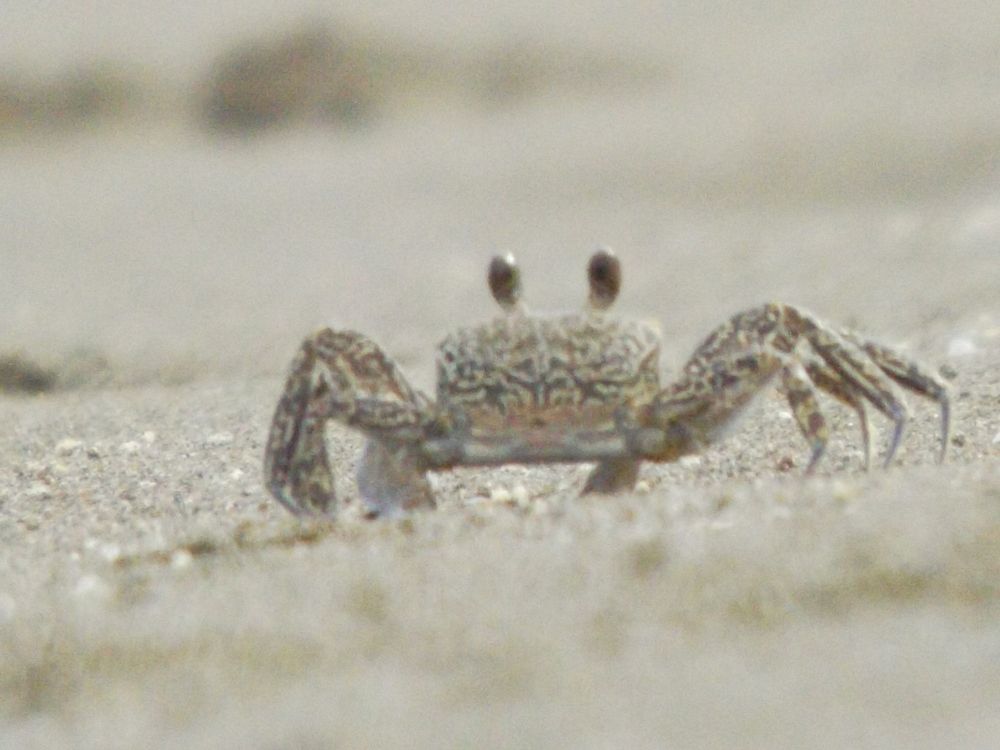 Crab