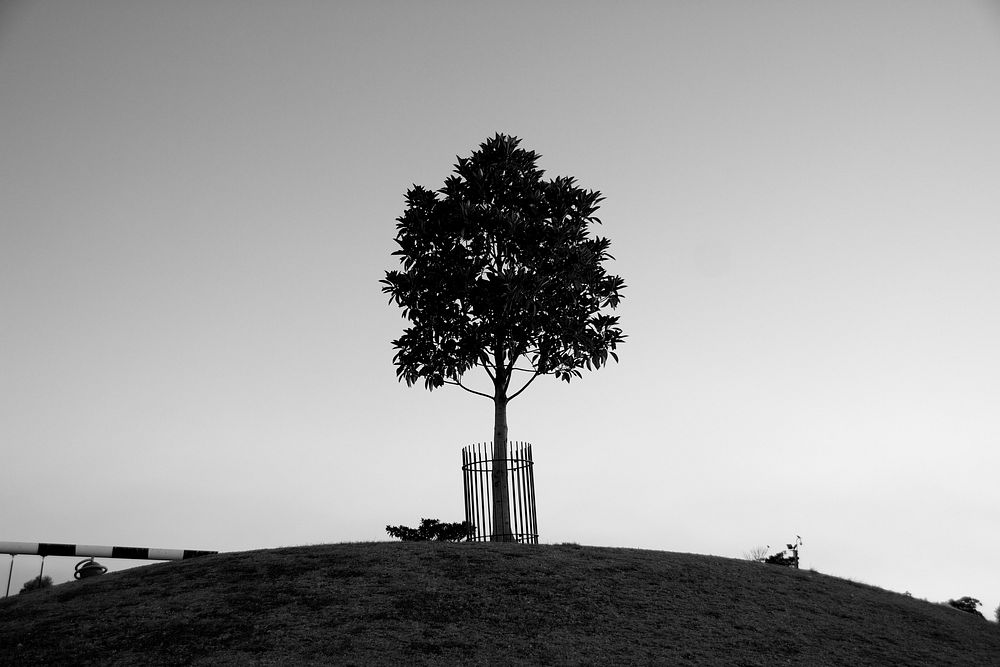 Black and white tree on hill