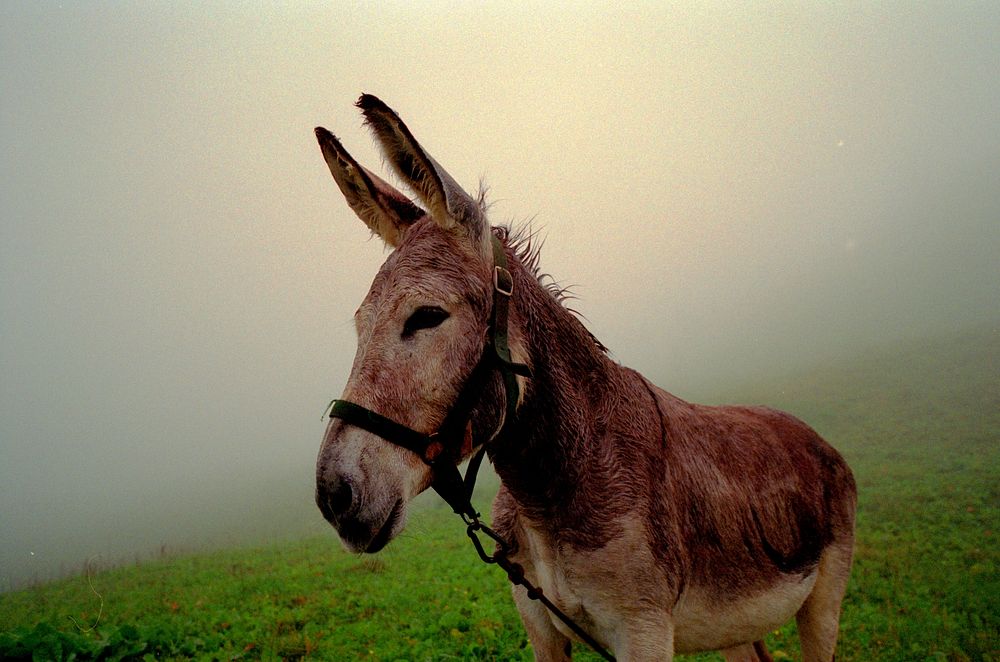 Ane donkey