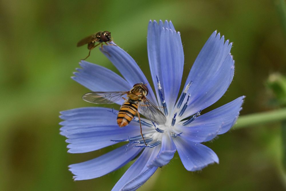 Bees on Chicory