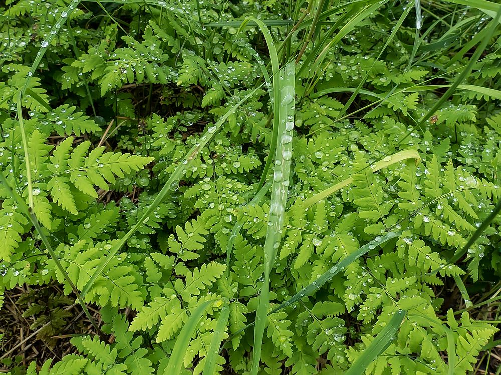 Fern rain droplets