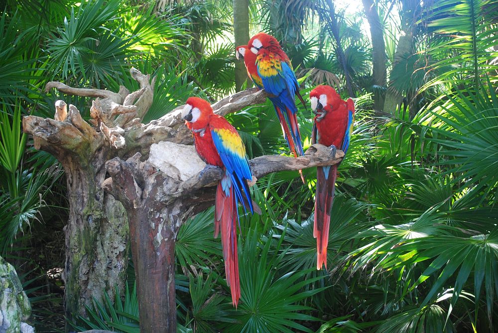 Araras parrots