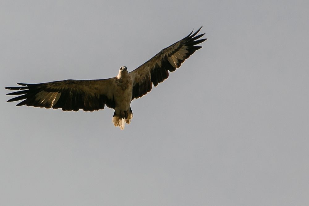 Eagle in Minneriya national park