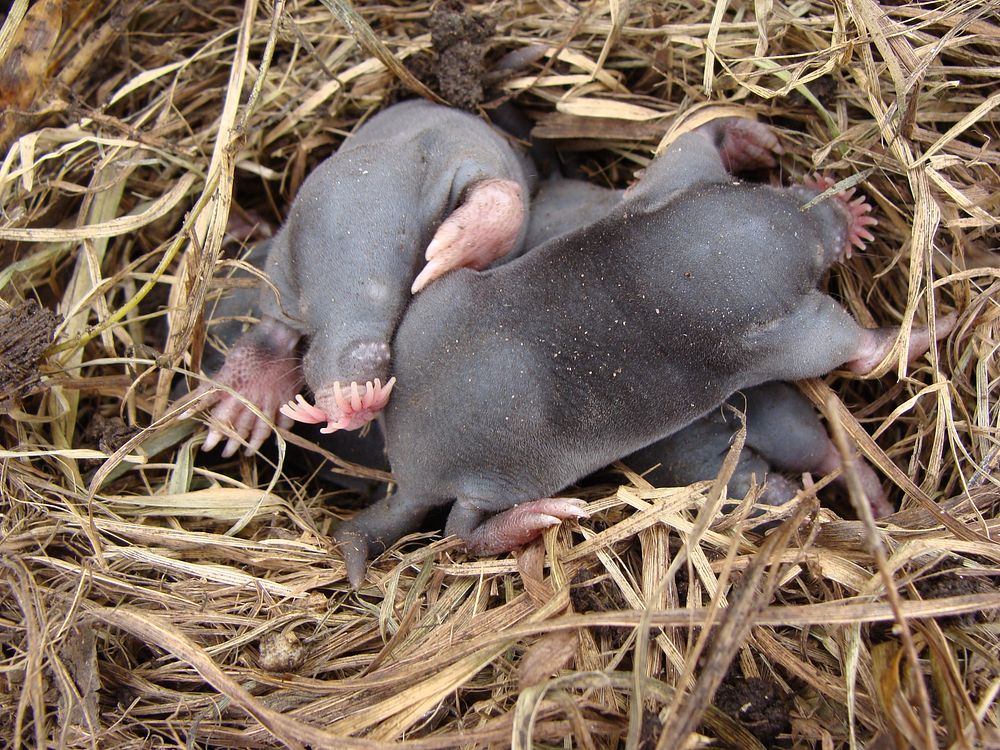 Baby moles