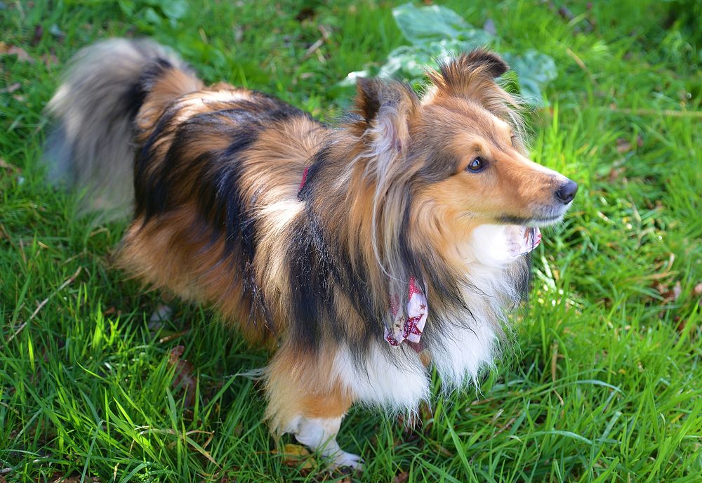 Shetland Sheepdog