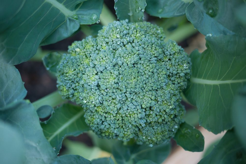 Green broccoli 