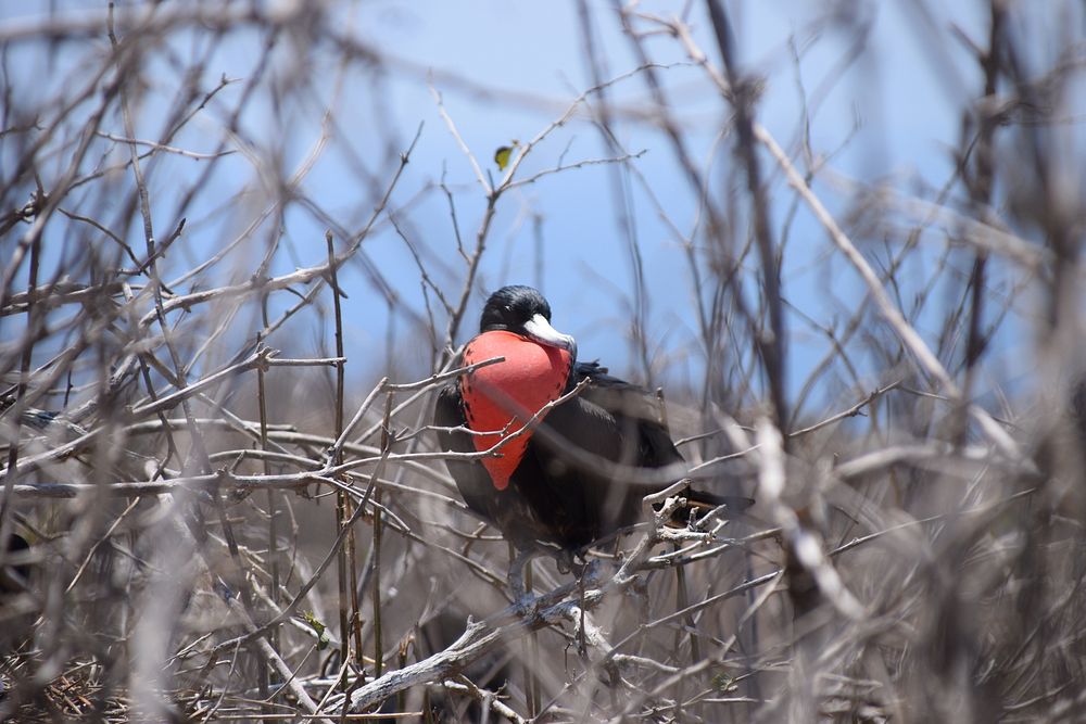 Ecuador wildlife bird