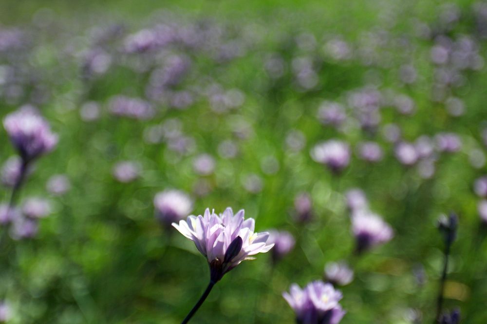 Dichelostemma capitatum 