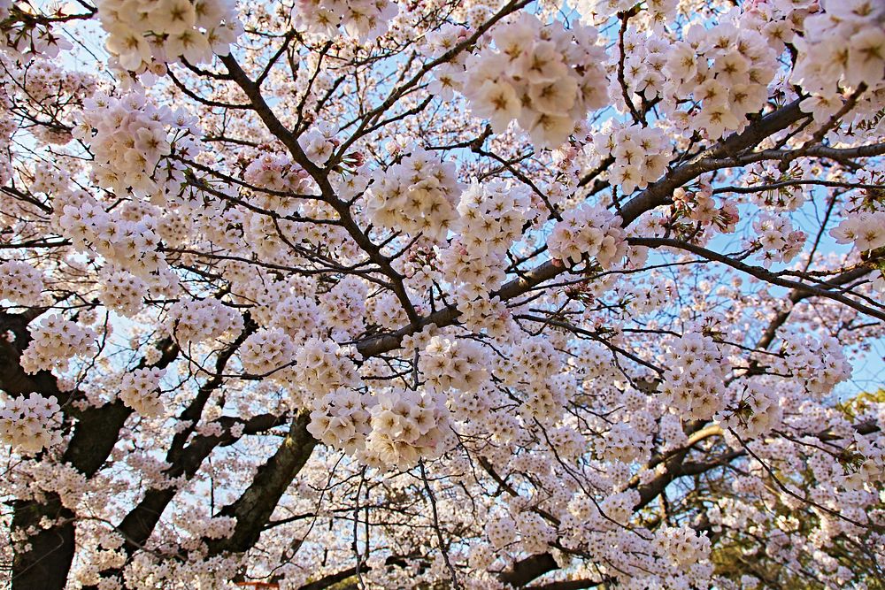 Japan sakura flowe